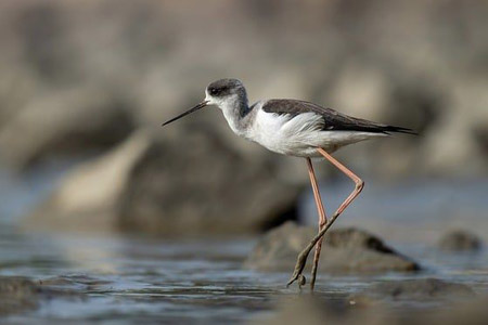 À l'automne, un week-end à la découverte des oiseaux migrateurs à la pointe de l'Aiguillon