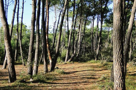 La forêt de Longeville-sur-Mer : 50 nuances de... vert et de bleu !